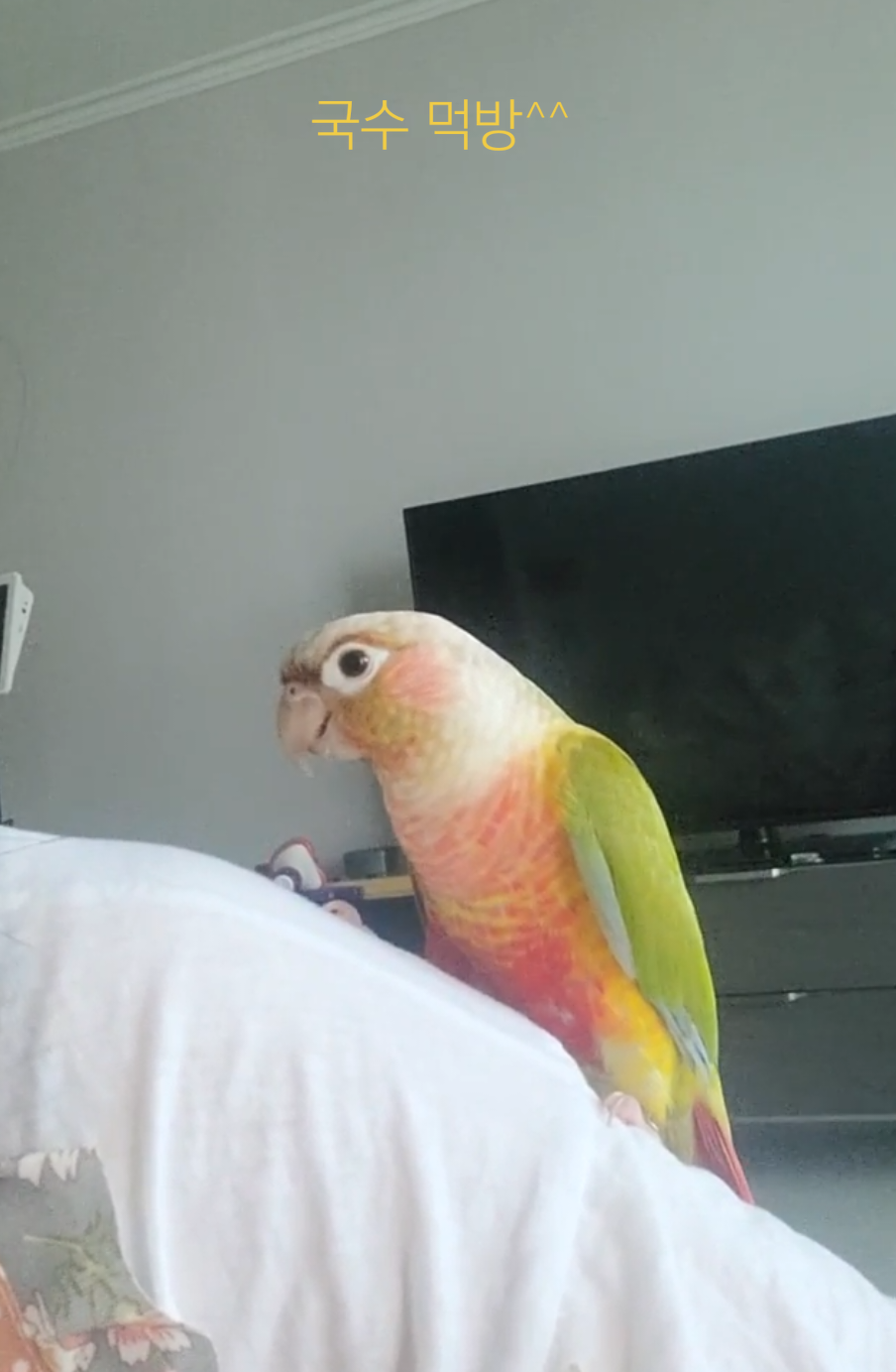 @๐์๋๋๊ณค๐