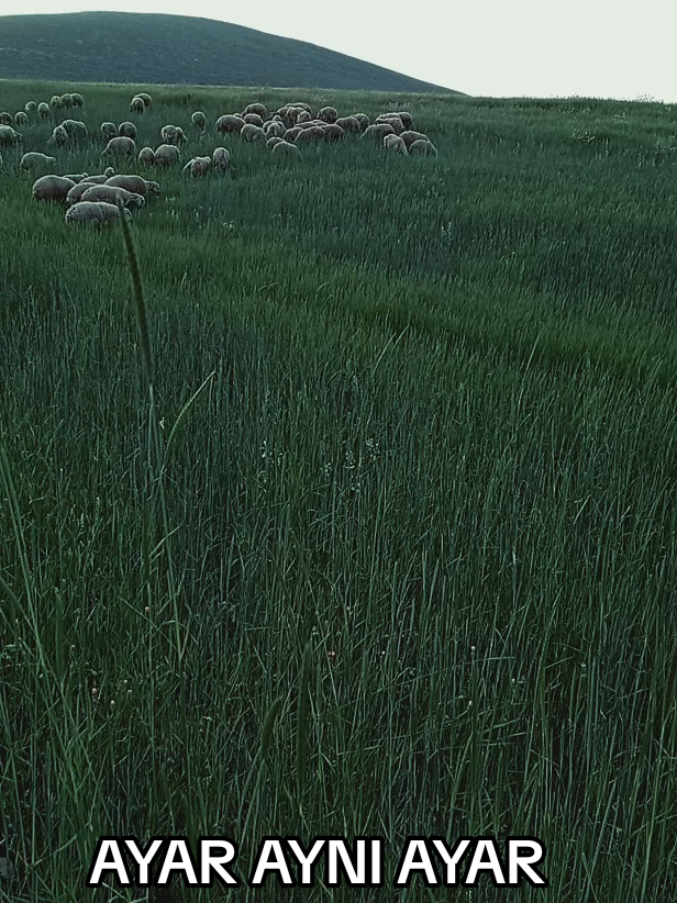 @HAYAL KEŞ