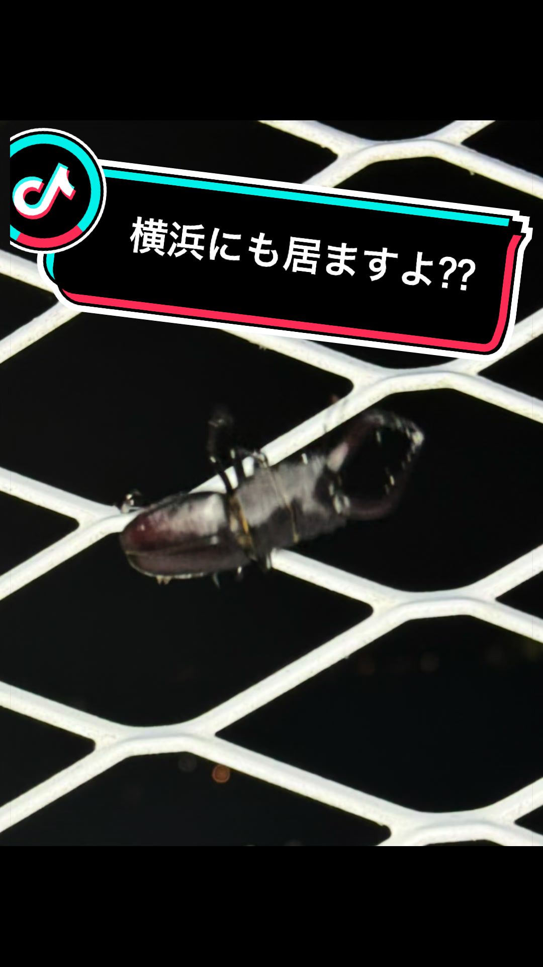@ダックス愛好家(ワンワンパパ)