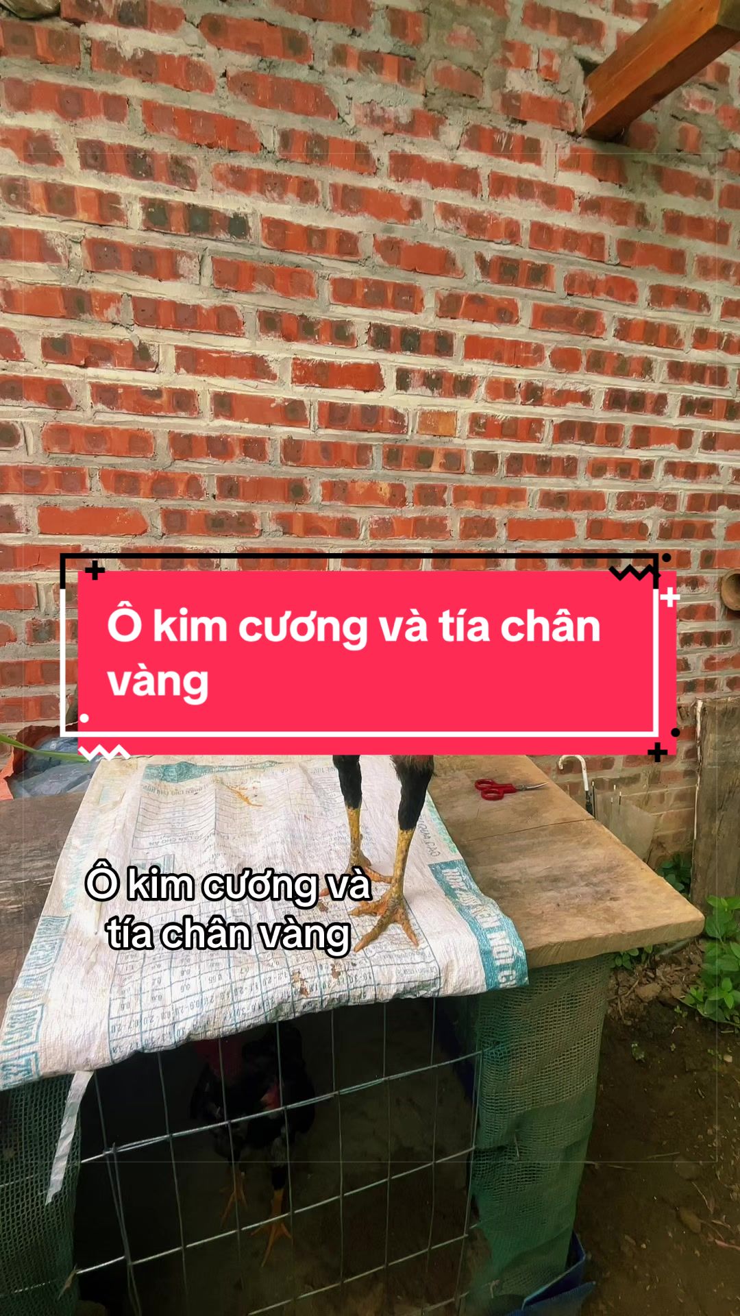 @Sinh gà Cỏ