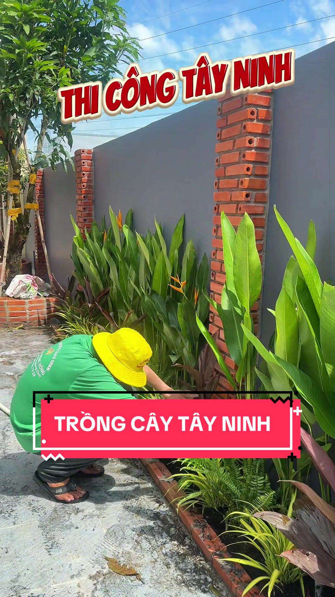 @Cây Xanh Phong Hồng
