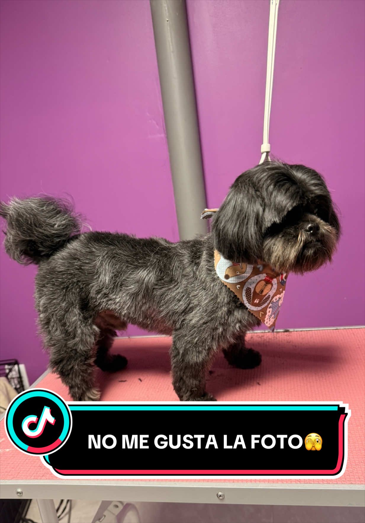 @wonderpetsgrooming