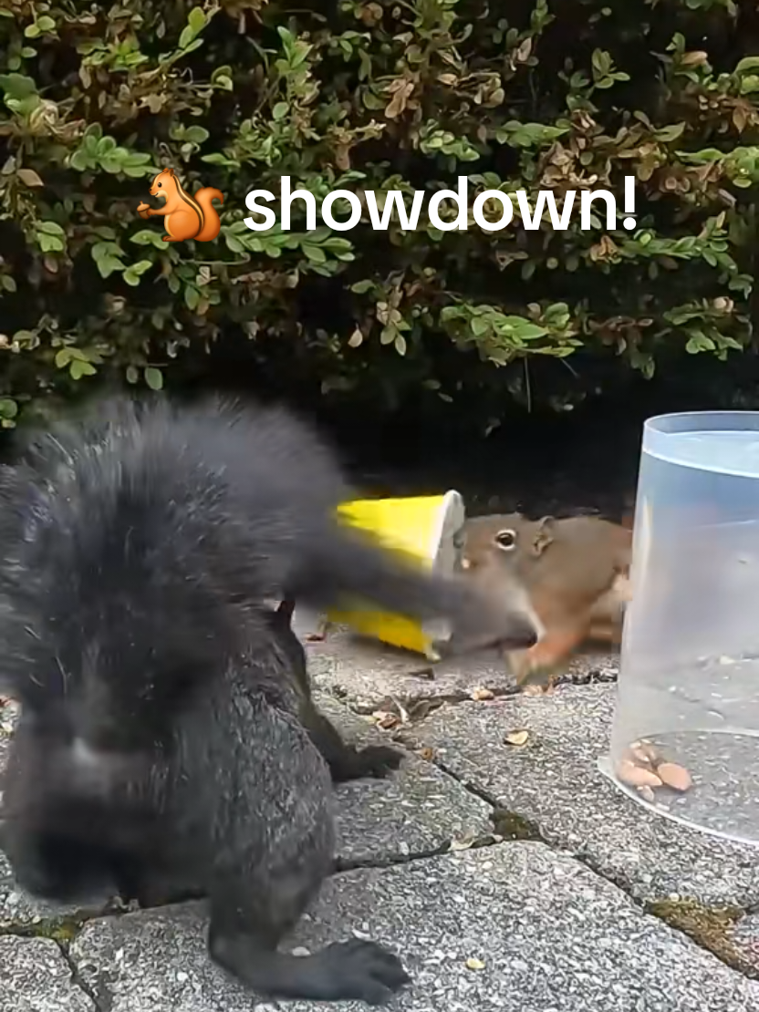 @youngmasterchu squirrel