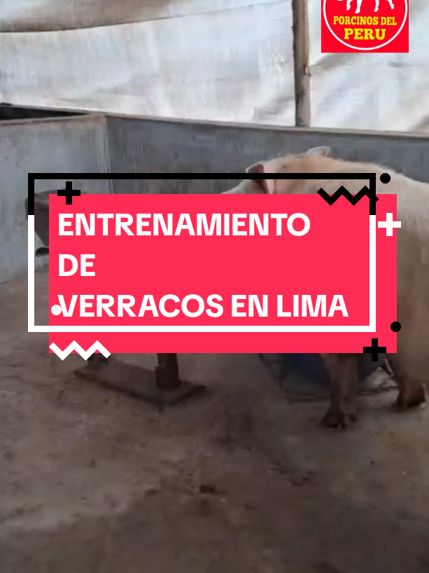 @Jean.Cisneros.Porcicultura