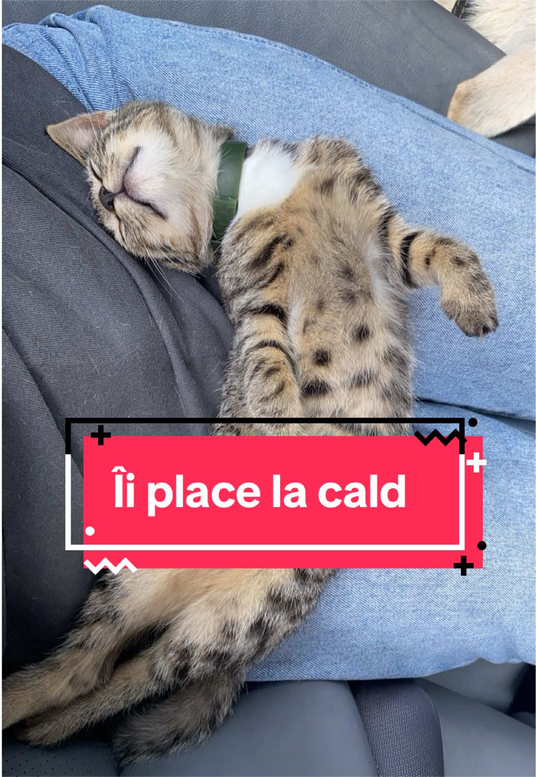 @Larisa🐾Taison