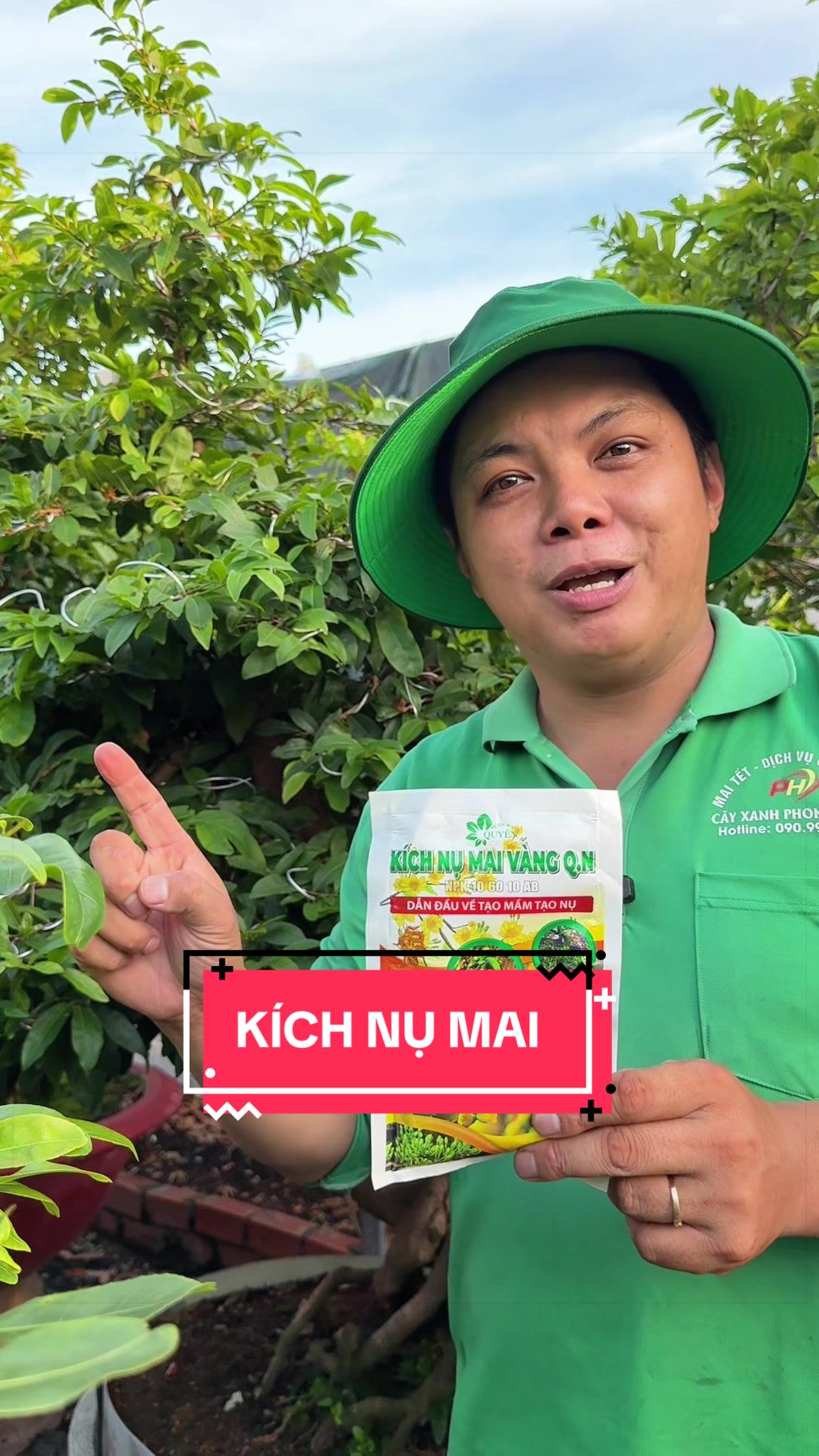 @Cây Xanh Phong Hồng