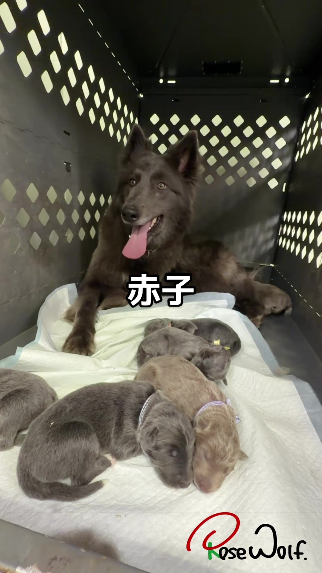 @ローズウルフ/ウルフドッグ犬舎