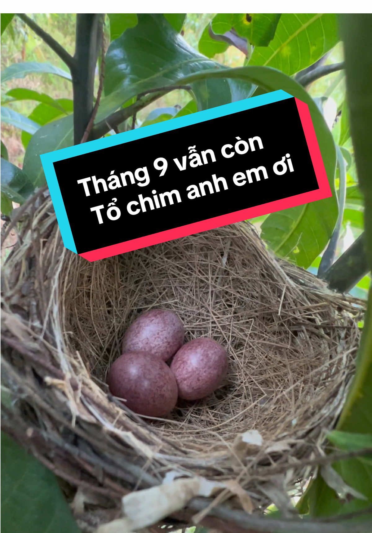 @C&C Miền Núi ⛰️