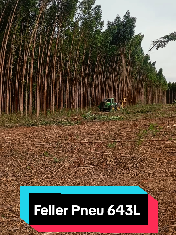 @🌲OperadorFlorestal🪵Ernandes.