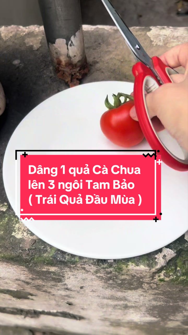 @Giađ&igrave;nh TậpTu