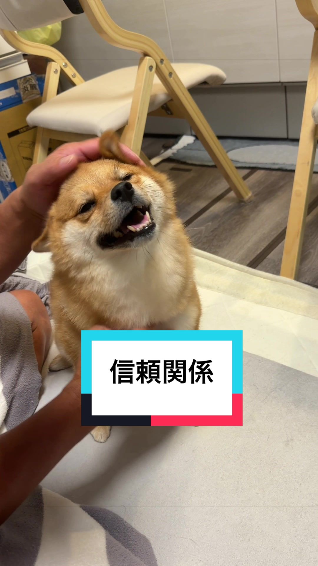 @🐶とん&ぺっぺこぺー🦊
