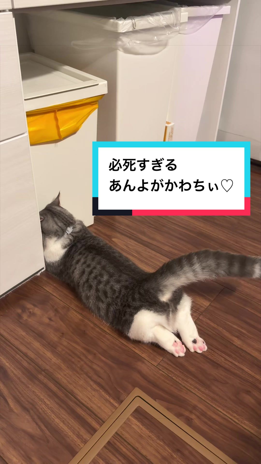 @☆しじみ☆マンチカン