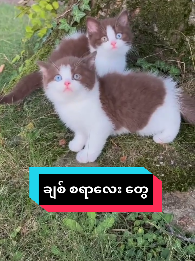 @MeowMagic