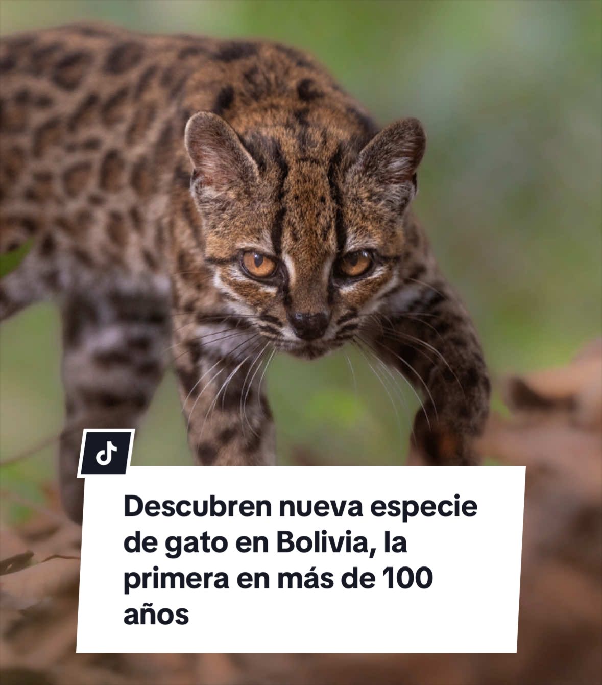 @Aristegui Noticias