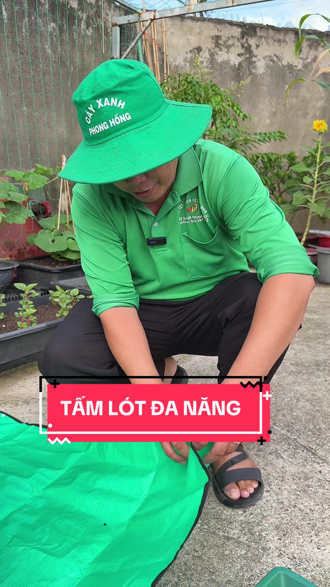 @Cây Xanh Phong Hồng
