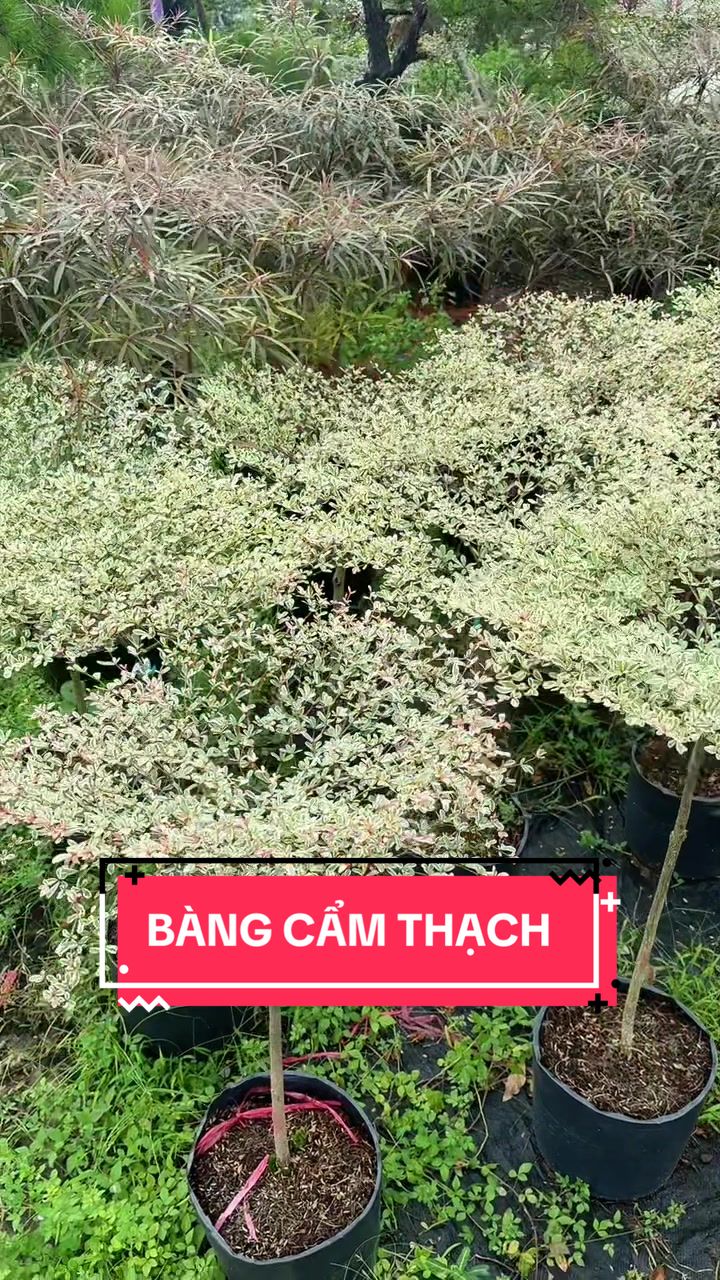 @Cây Xanh Phong Hồng