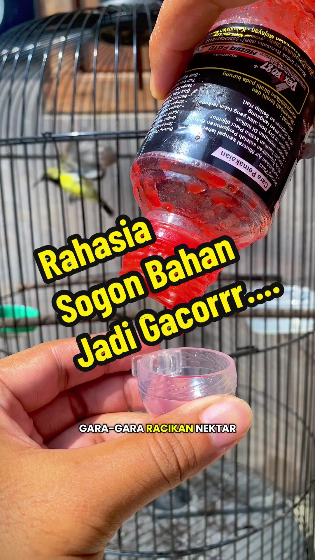 @GeDang Manuk