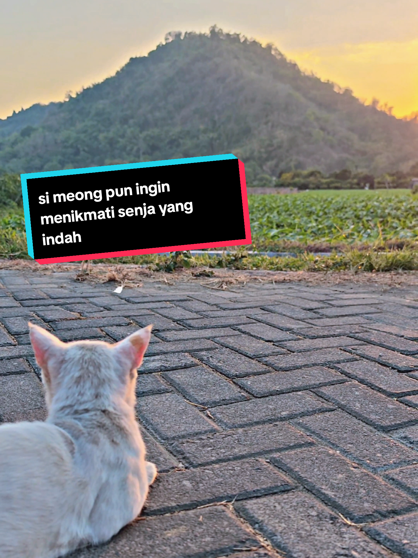 @Mazco