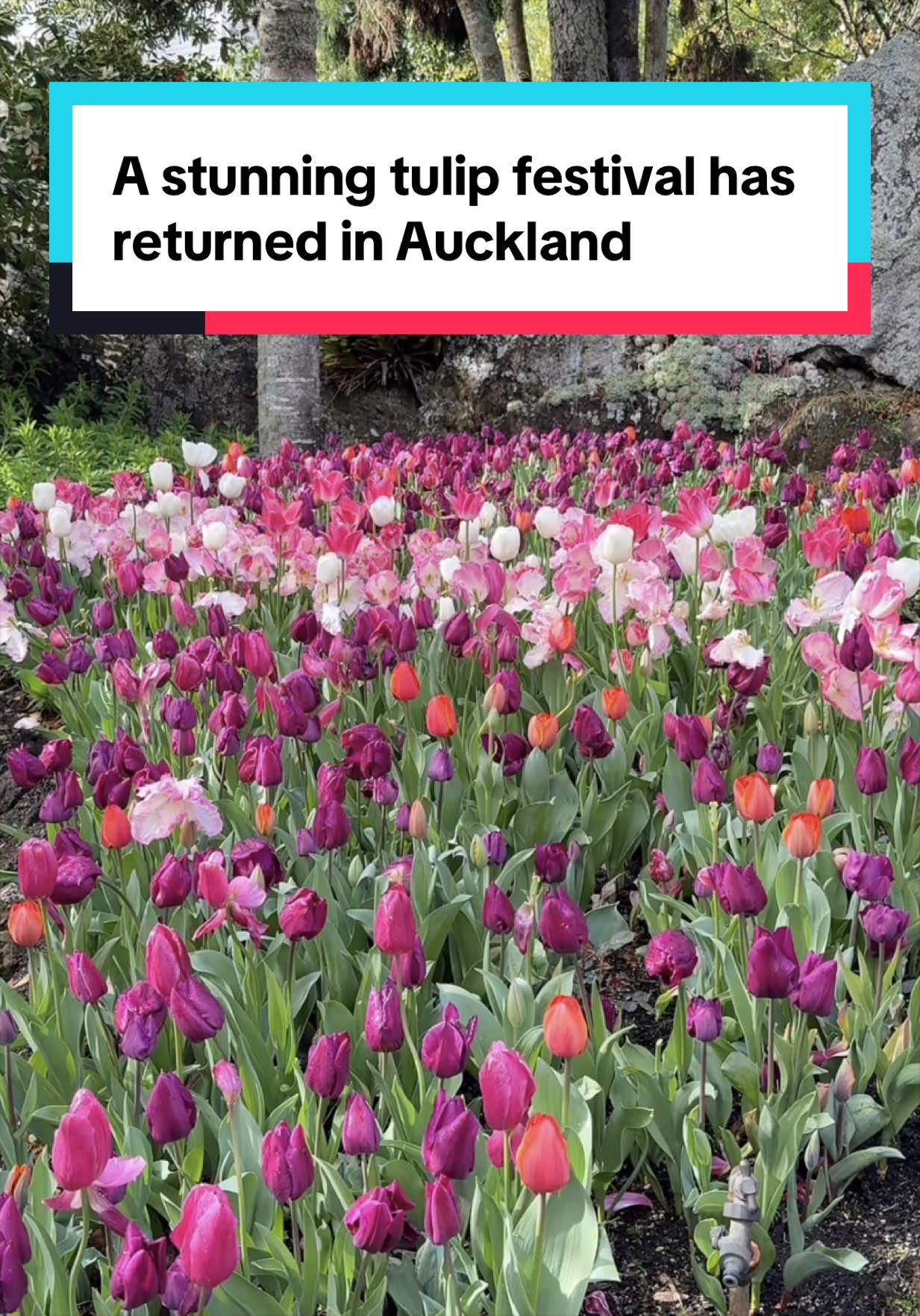@Visit Auckland
