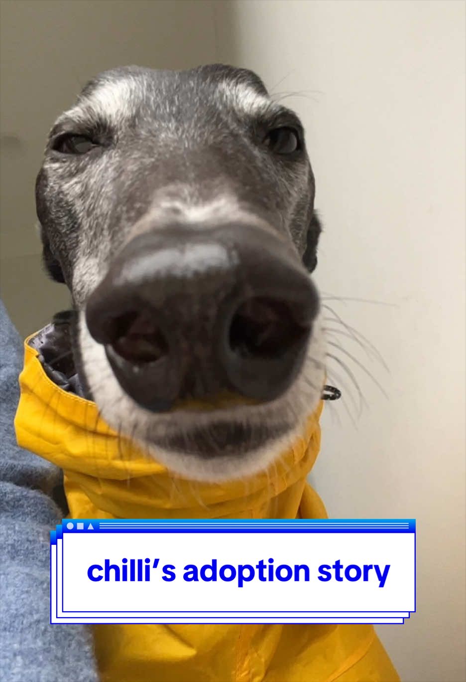 @chilli the greyhound 🌶️