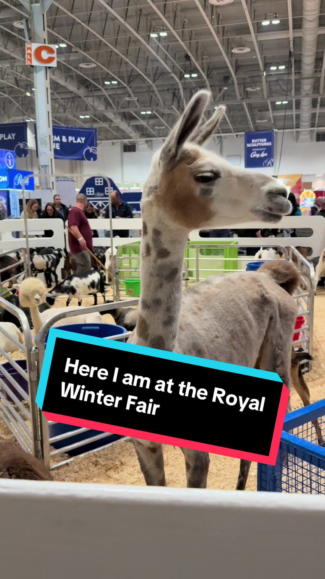 @The Expo Explorer🇨🇦