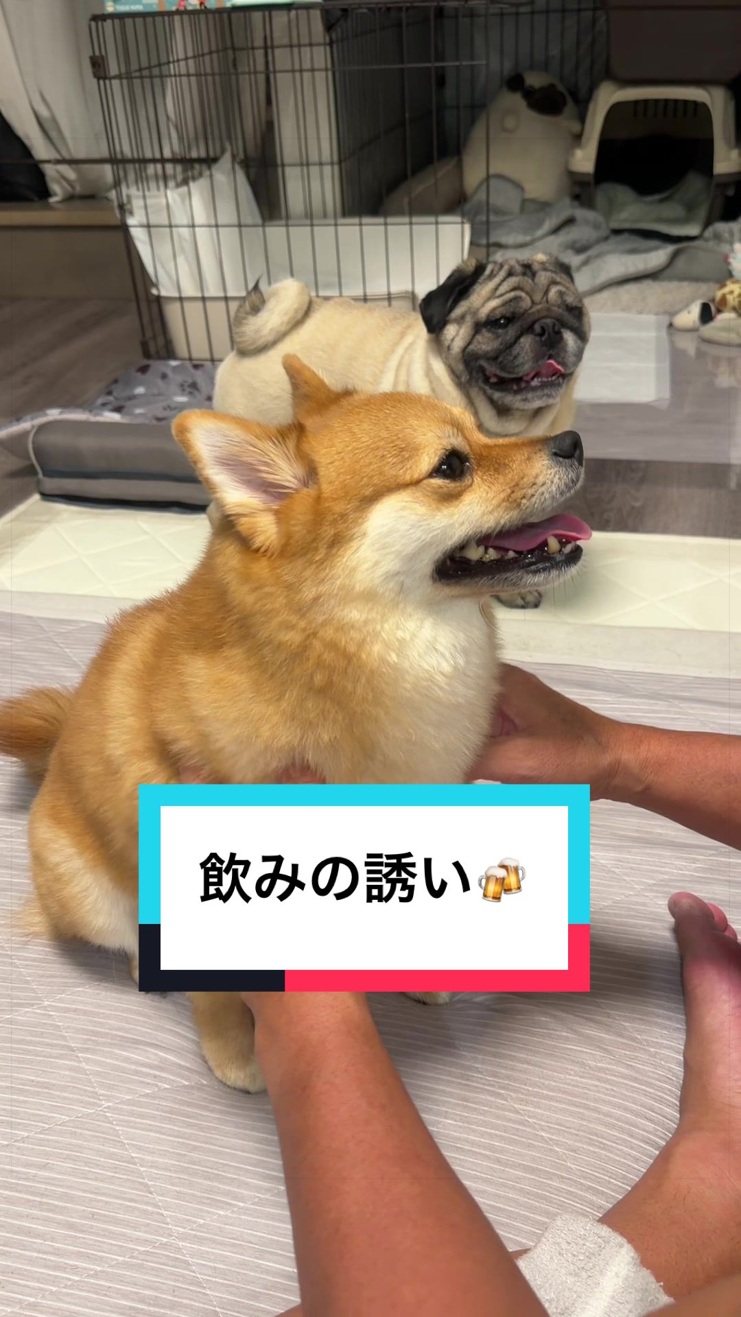 @9/28🎂おじ生誕祭🐶とん&ぺっぺこぺー🦊