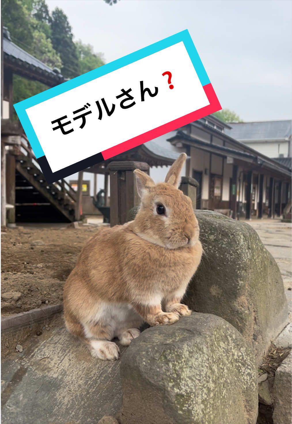 @【公式】月うさぎの里