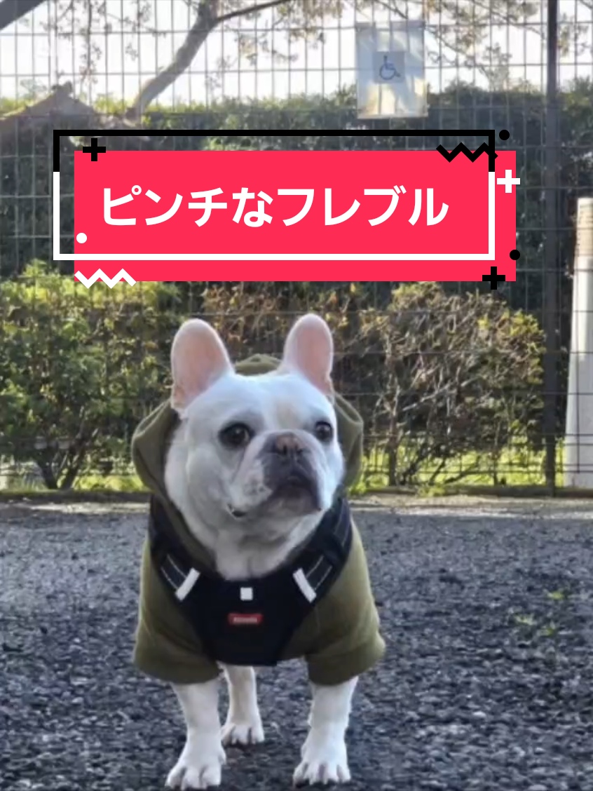 @フレブルJesse ❤️ MyO