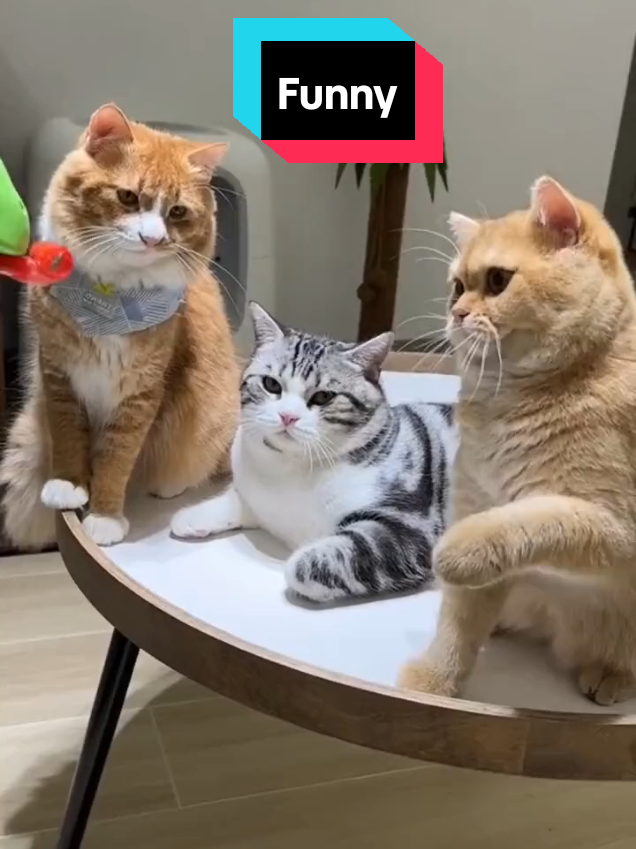 @MeowMagic