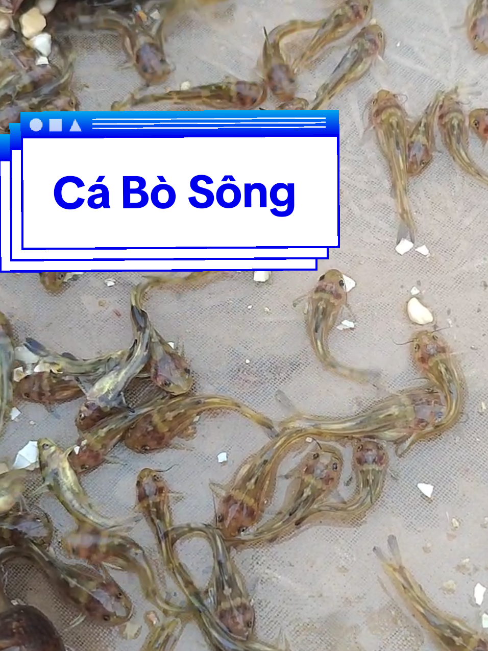 @Cá Chuối Hoa