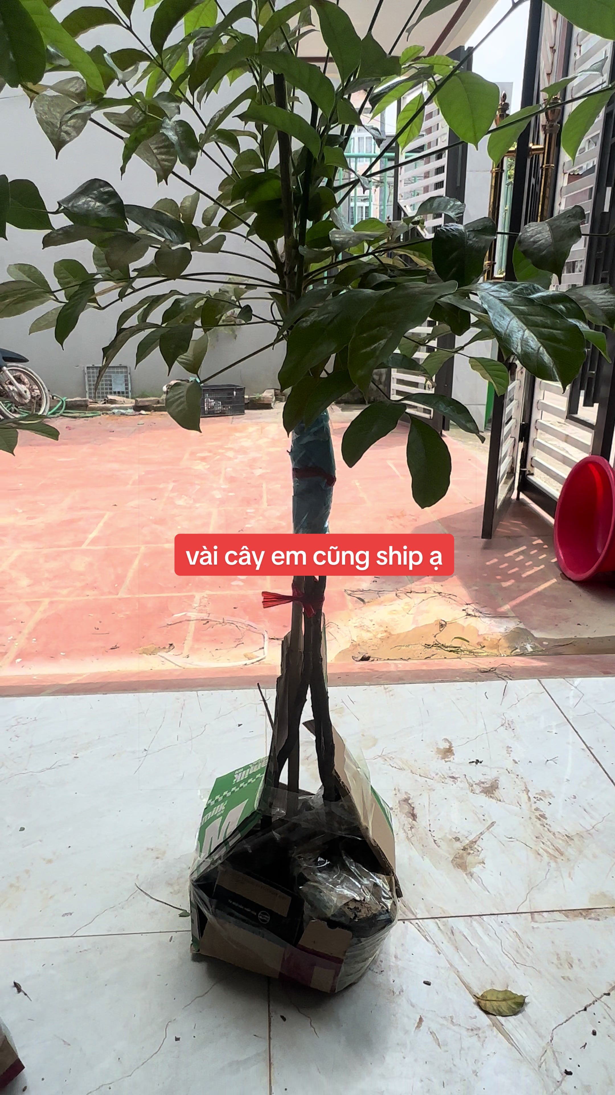@Nh&agrave; Vườn Vũ Mai