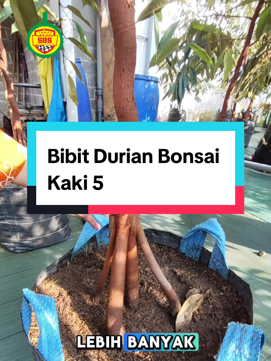 @Produksi Buah_SBS