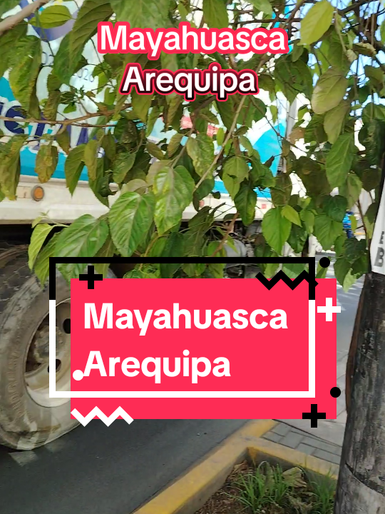 @Mayahuasca❤️