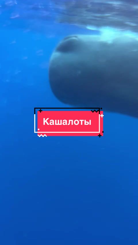 @sail