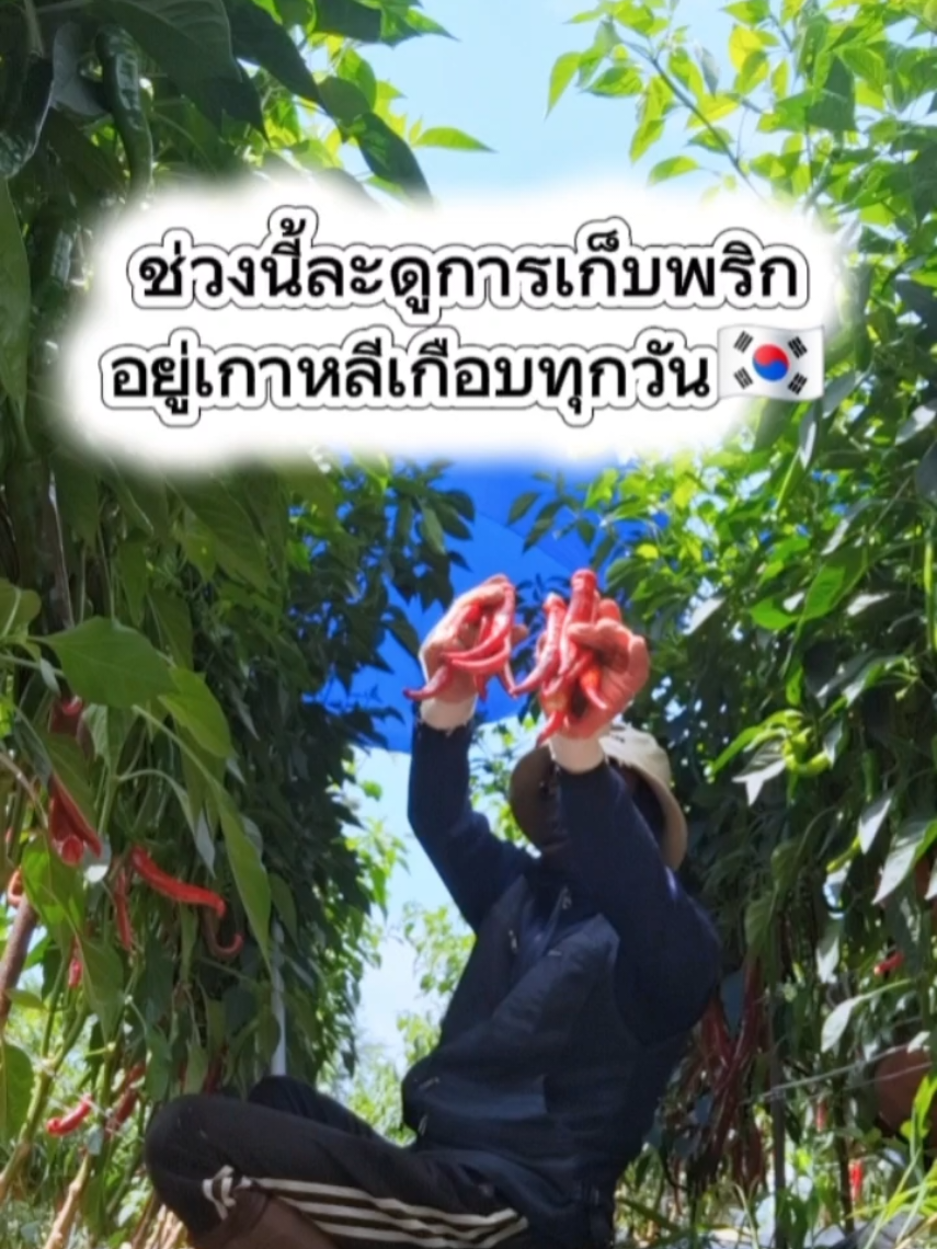 @โก๊ะพากินพาม่วน