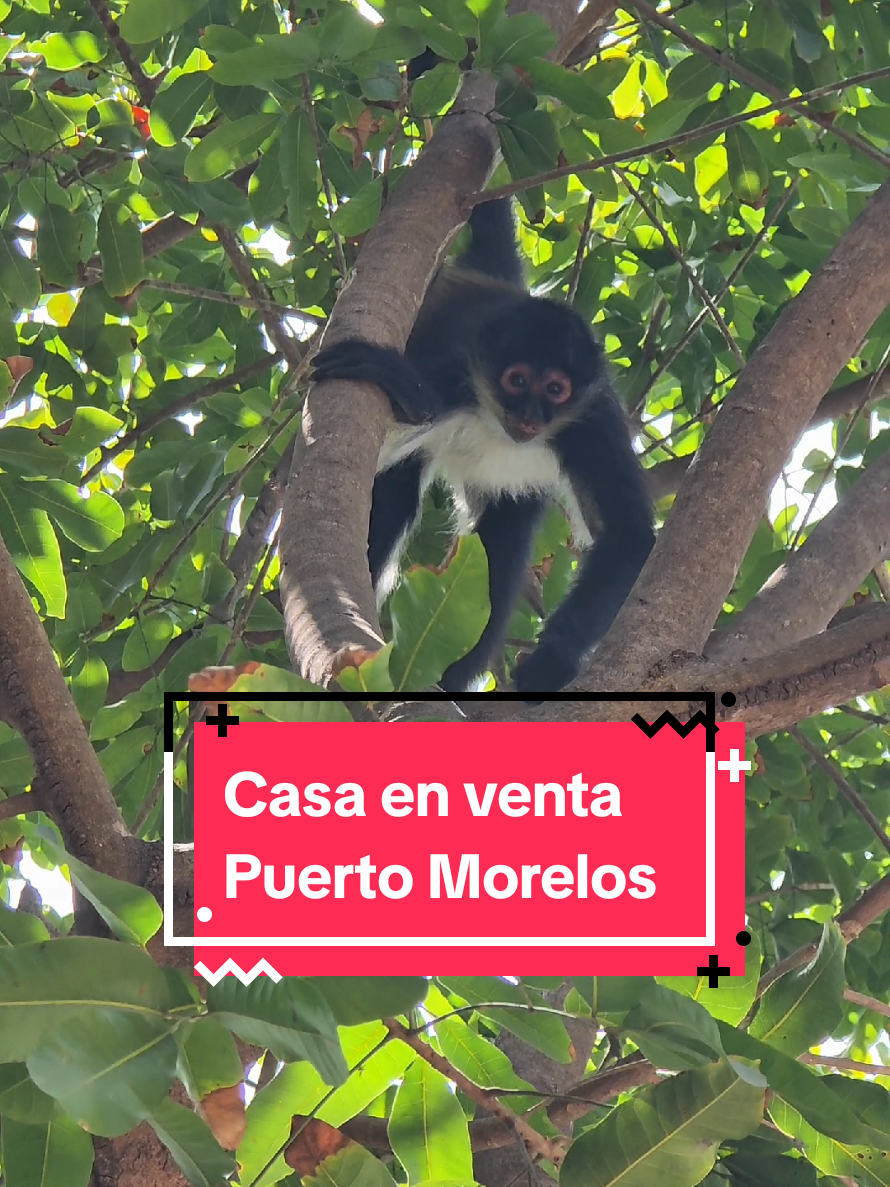 @Jose Chein - Bienes Raices