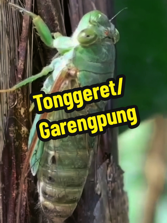 @Anank Junlee
