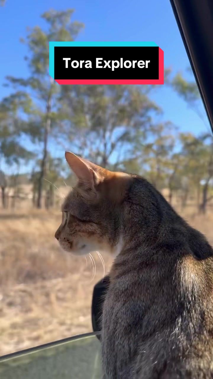 @thatcutecat