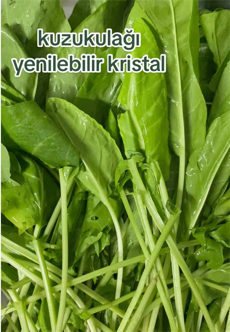 @zeydalit