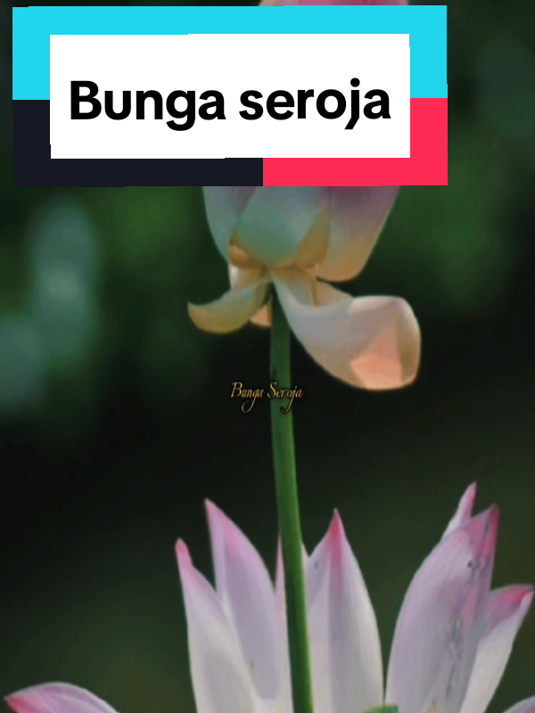 @Nipotina