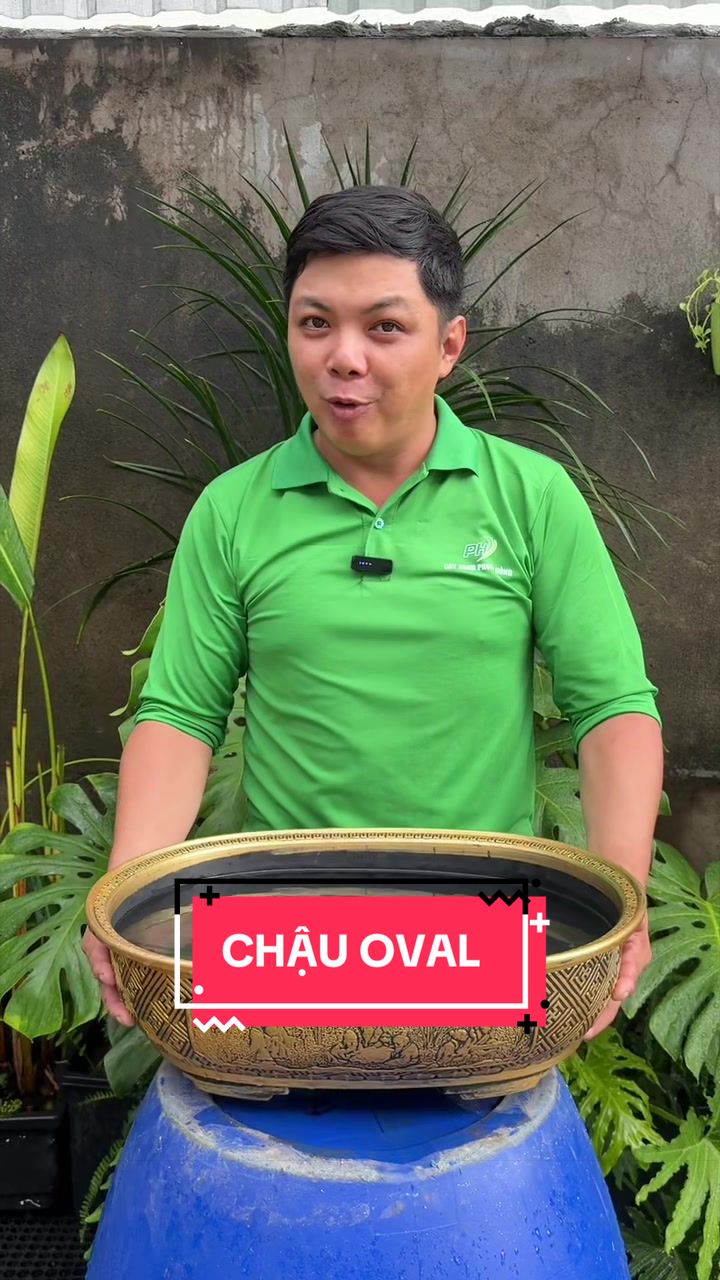 @Cây Xanh Phong Hồng