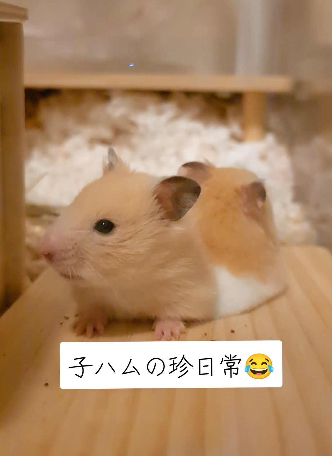 @鼻声🐹主婦