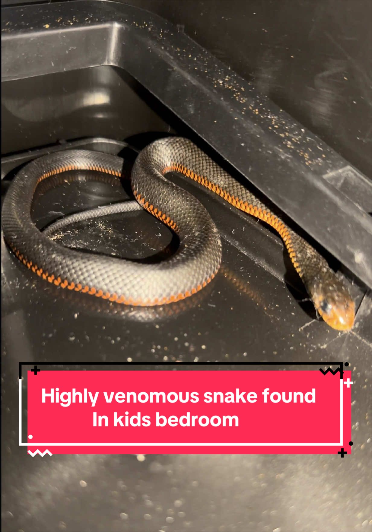 @Snake Catcher Dan