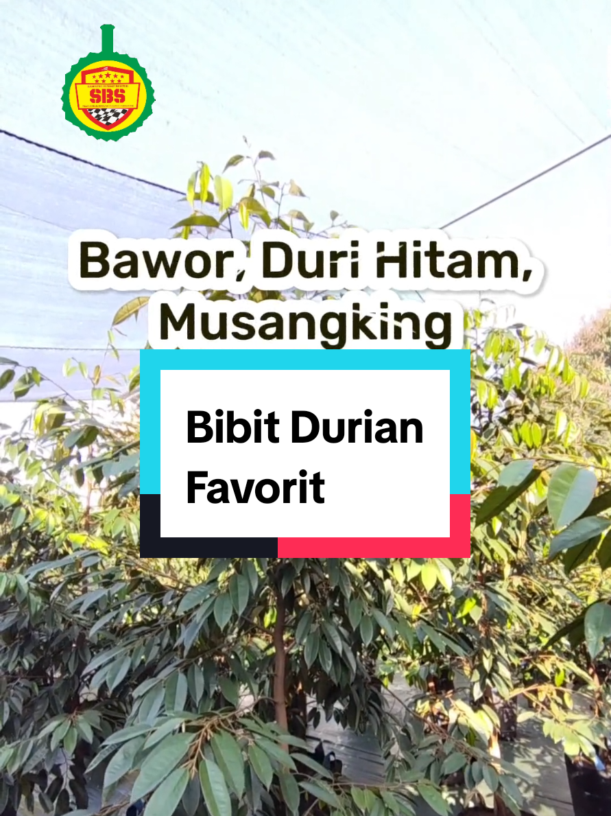 @Produksi Buah_SBS