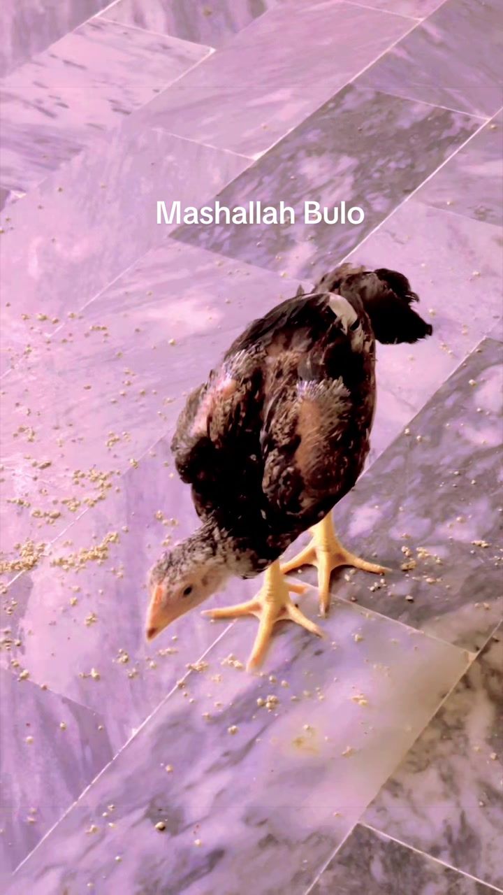 @🦅Home Bread Aseel 🦅
