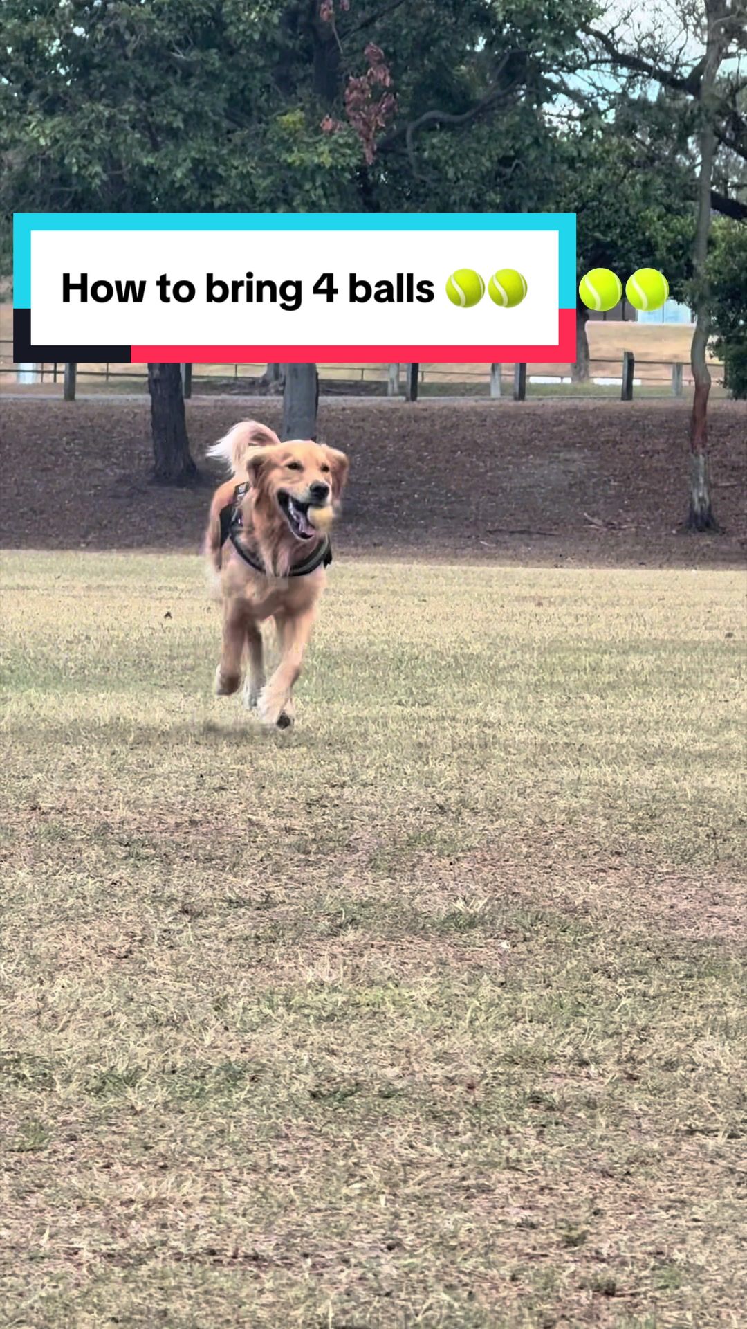 @3goldenretriever