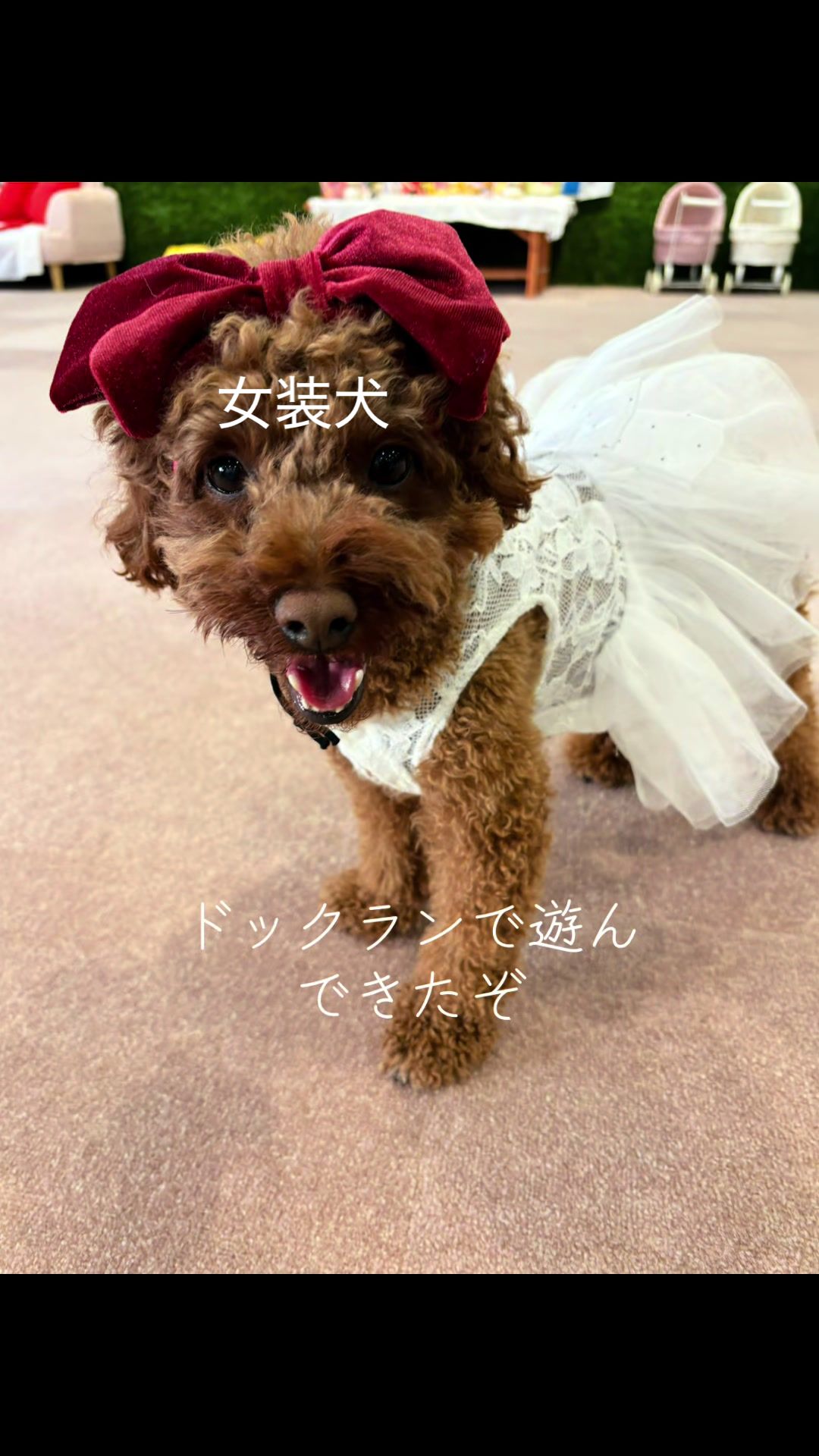 @kamachokopu