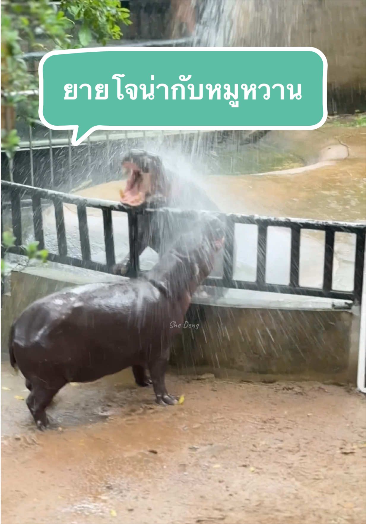 @She Deng