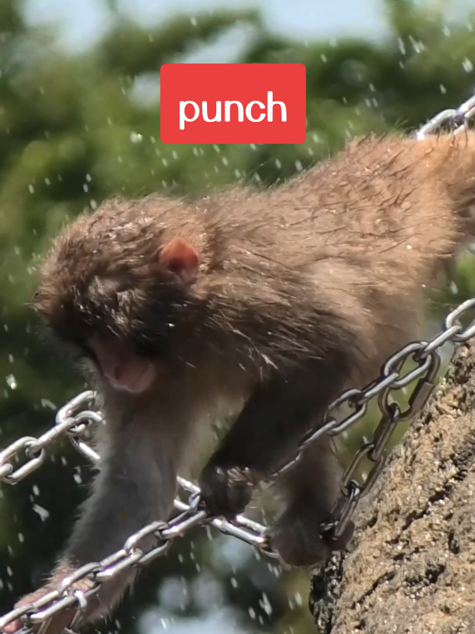 @Punch's Growth Diary