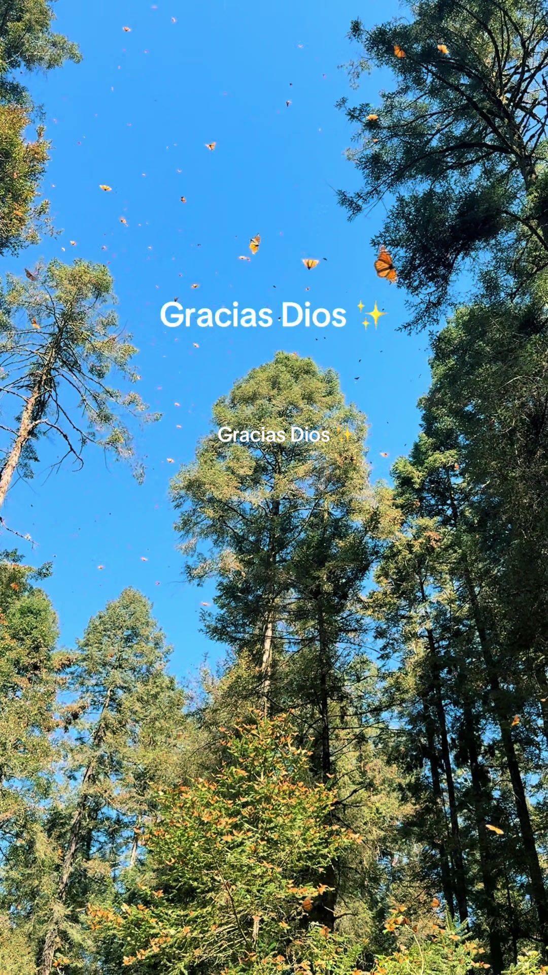 @soniacuadras